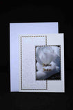Carte pour fêtes juives, Shabbat Shalom, motifs rose blanche